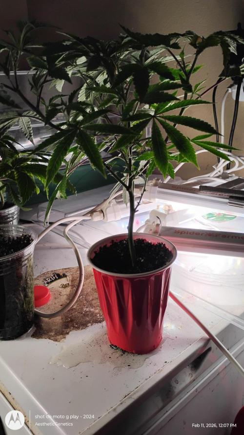 Rainbow Zoap Tiki Madman Cut. Week 5