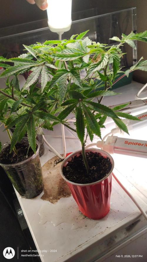 Rainbow Zoap Tiki Madman Cut. Week 5