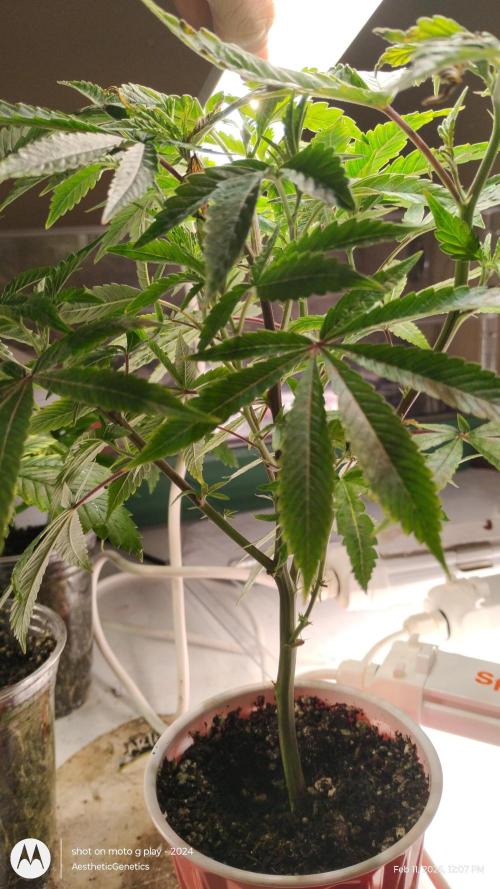 Rainbow Zoap Tiki Madman Cut. Week 5