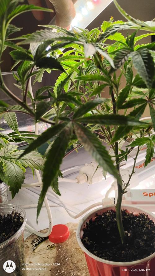 Rainbow Zoap Tiki Madman Cut. Week 5