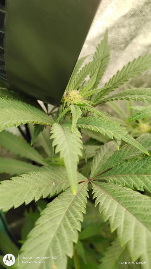 Reveg & Pollination. Week 10