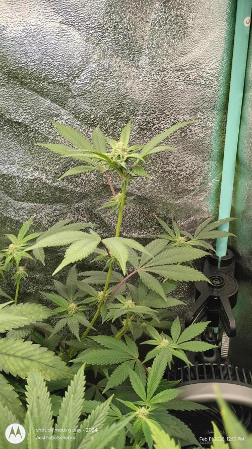 Reveg & Pollination. Week 10