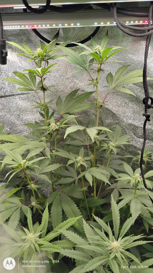 Reveg & Pollination. Week 10