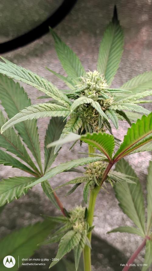 Reveg & Pollination. Week 10