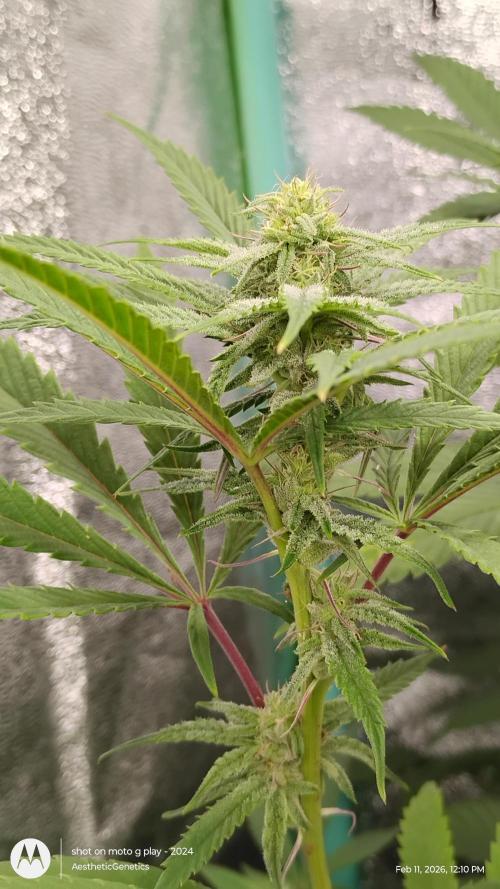 Reveg & Pollination. Week 10