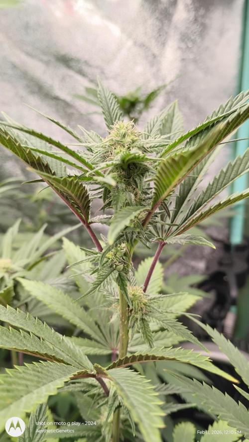 Reveg & Pollination. Week 10