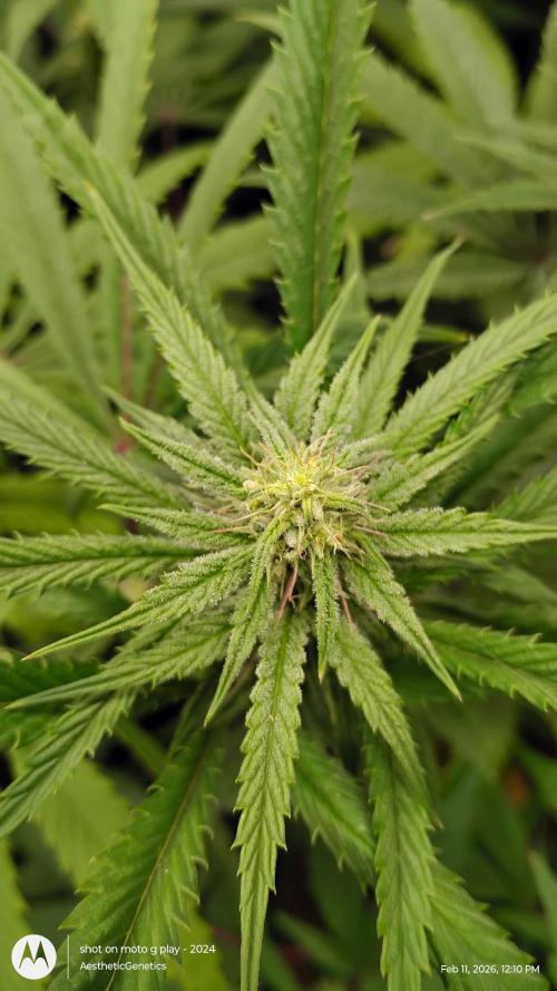 Reveg & Pollination. Week 10