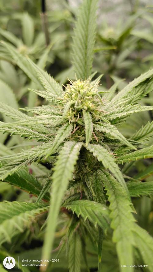 Reveg & Pollination. Week 10