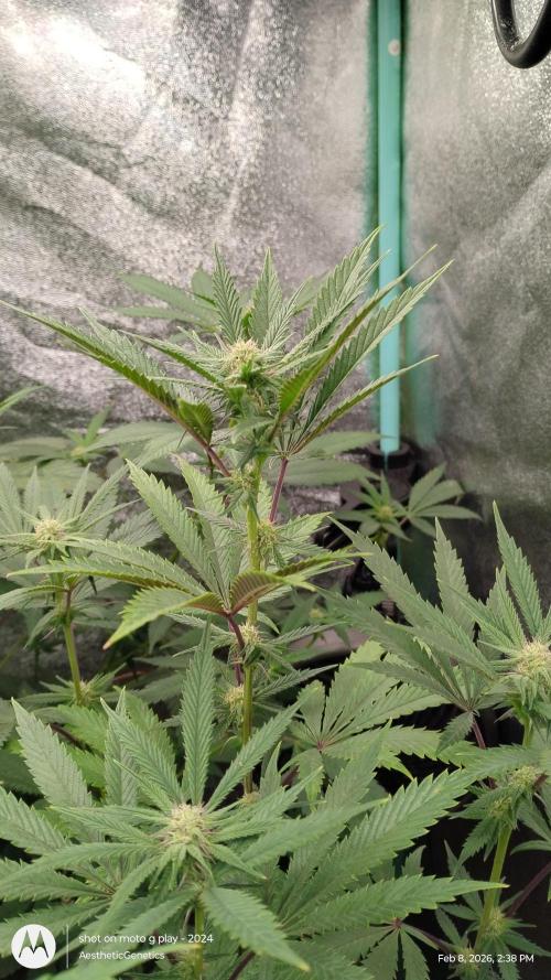 Reveg & Pollination. Week 10