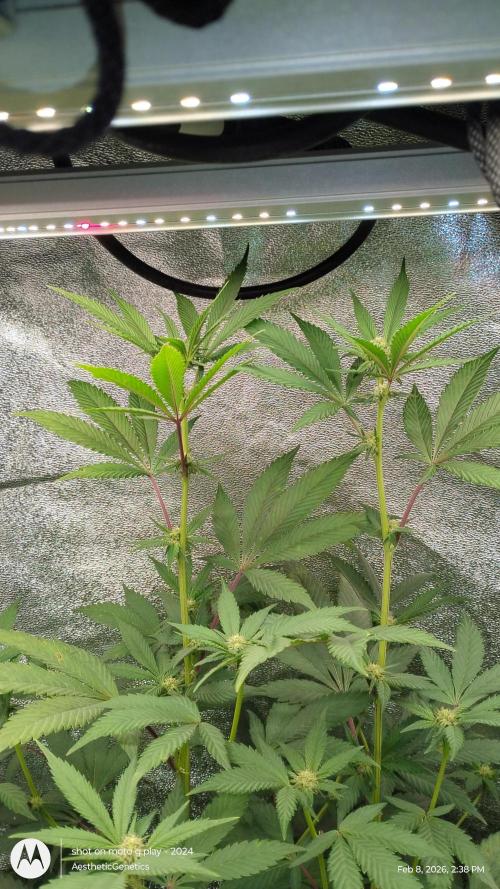 Reveg & Pollination. Week 10