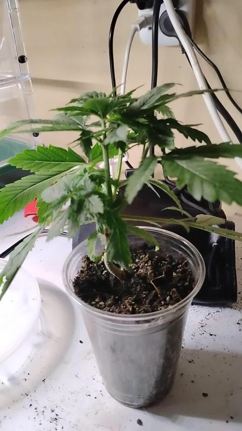 Eternity Grow Cup 2026