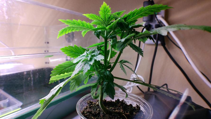 Eternity Grow Cup 2026. Week 5