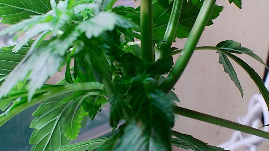 Eternity Grow Cup 2026. Week 5