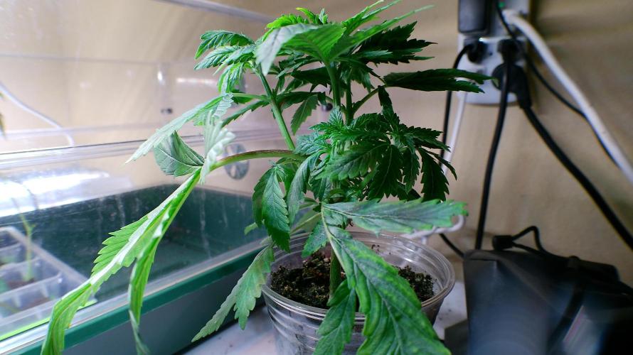 Eternity Grow Cup 2026. Week 5