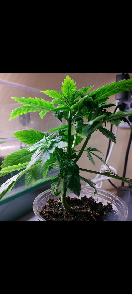 Eternity Grow Cup 2026. Week 5