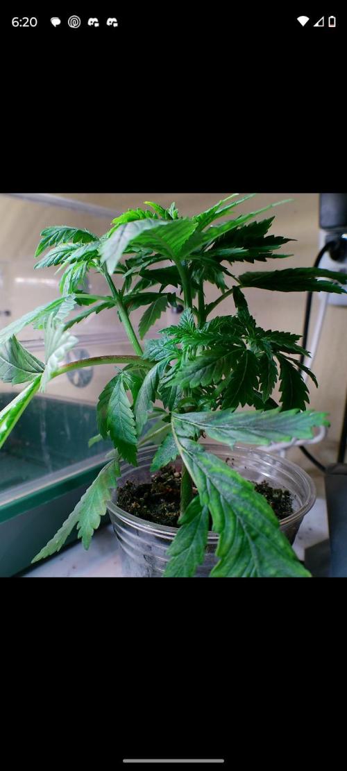 Eternity Grow Cup 2026. Week 5