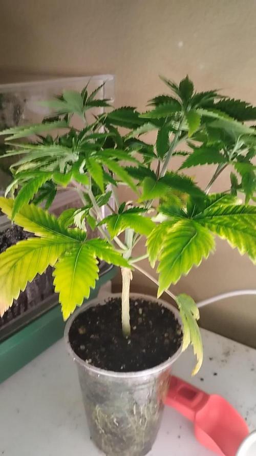 Izi Seeds- Permanent Blues