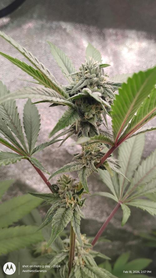 Reveg & Pollination. Week 11