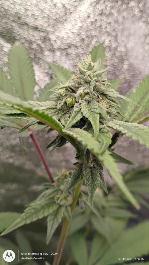 Reveg & Pollination. Week 11