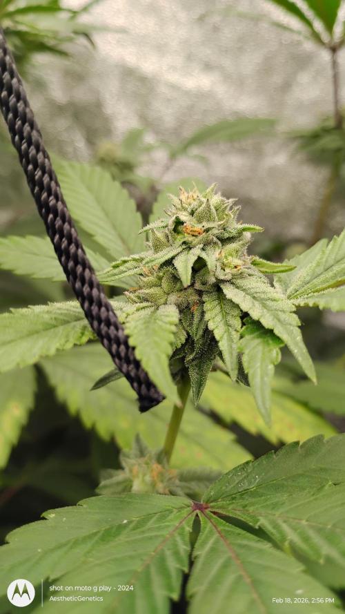 Reveg & Pollination. Week 11