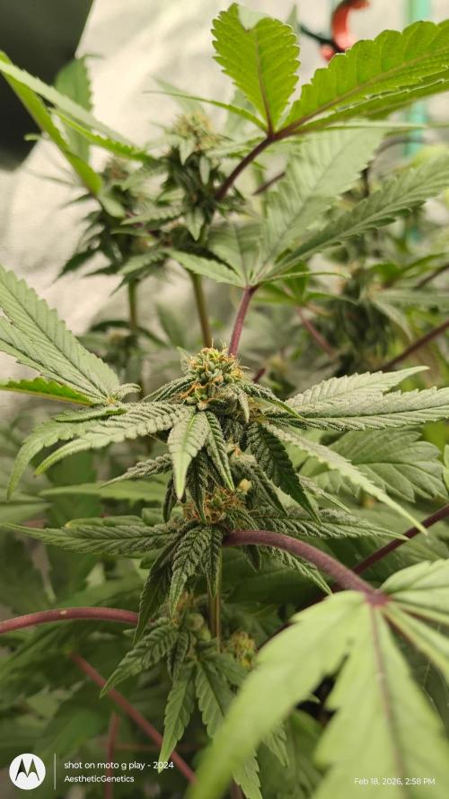 Purple Chrome Reveg. Week 8