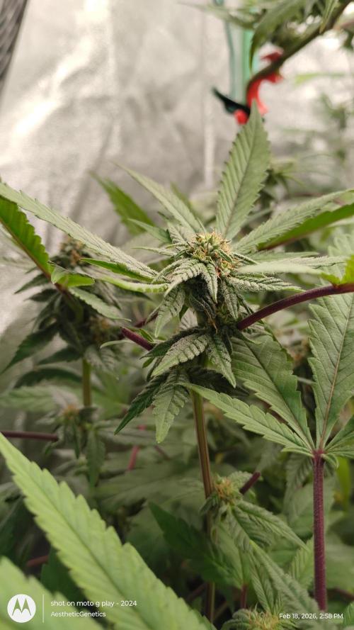 Purple Chrome Reveg. Week 8