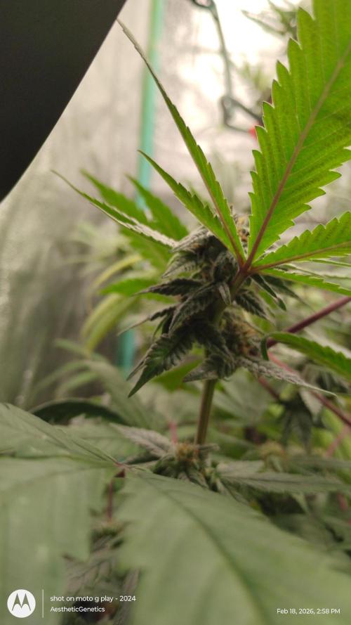 Purple Chrome Reveg. Week 8