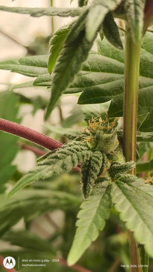 Purple Chrome Reveg. Week 8