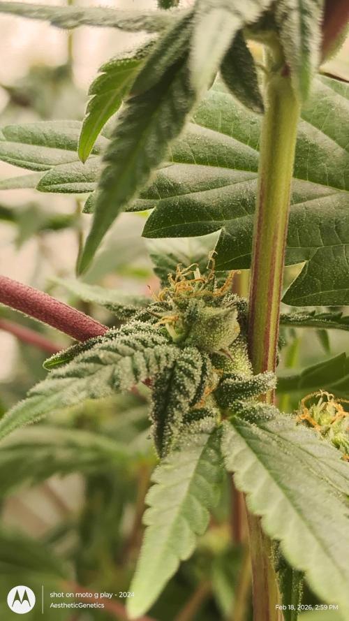 Purple Chrome Reveg. Week 8