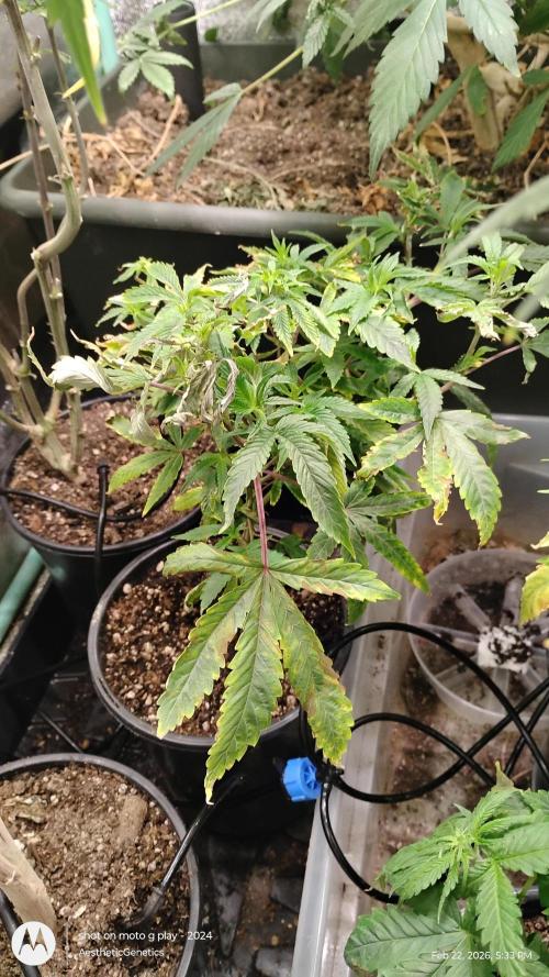 Rainbow Zoap Tiki Madman Cut. Week 6