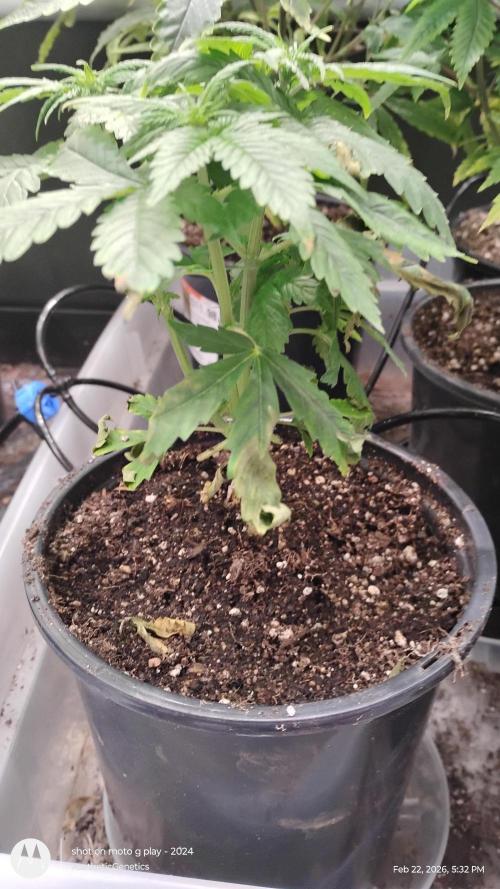 Eternity Grow Cup 2026. Week 6