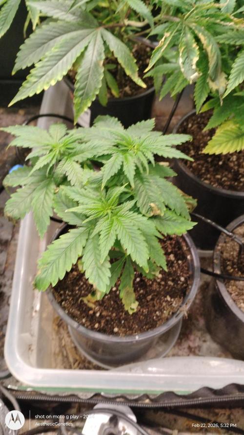 Eternity Grow Cup 2026. Week 6