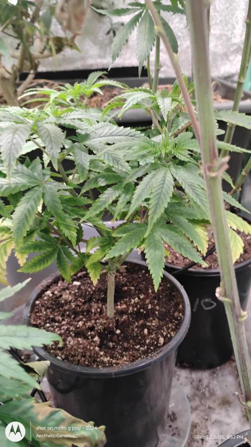 Izi Seeds- Permanent Blues. Week 6