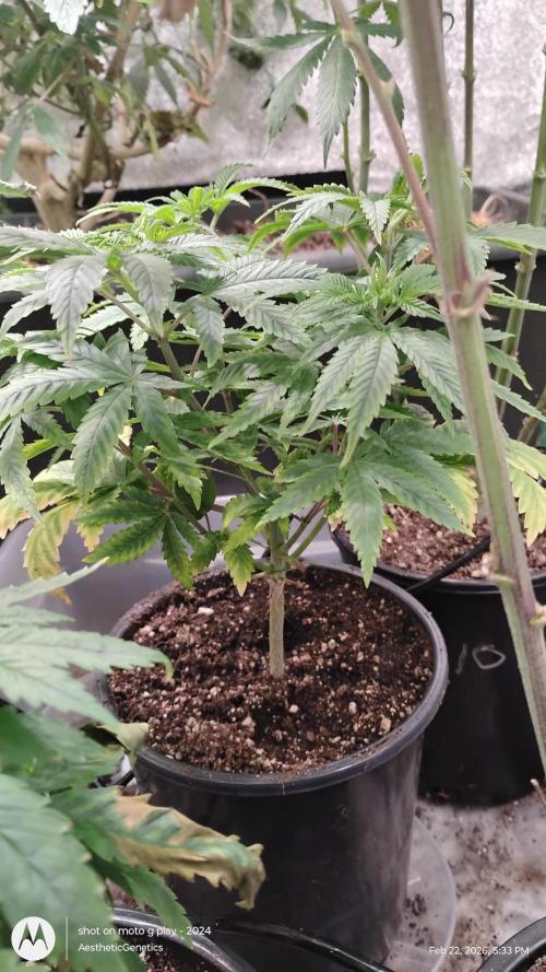 Izi Seeds- Permanent Blues. Week 6