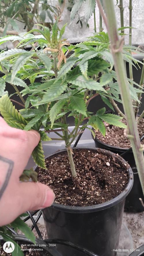 Izi Seeds- Permanent Blues. Week 6
