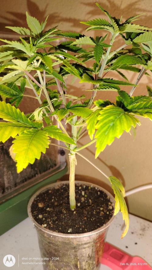 Izi Seeds- Permanent Blues. Week 6