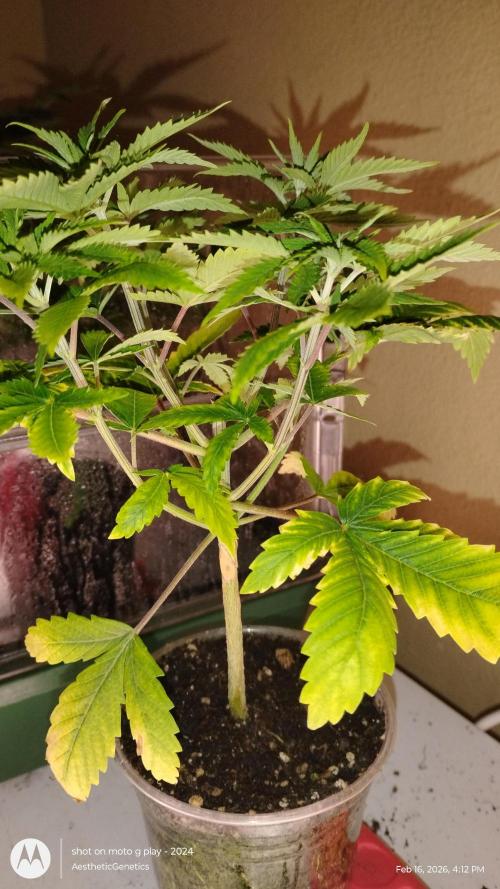 Izi Seeds- Permanent Blues. Week 6