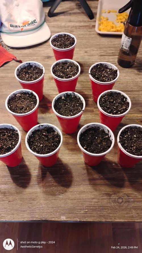 Super Sour Double Diesel Seed Hunt. Week 0
