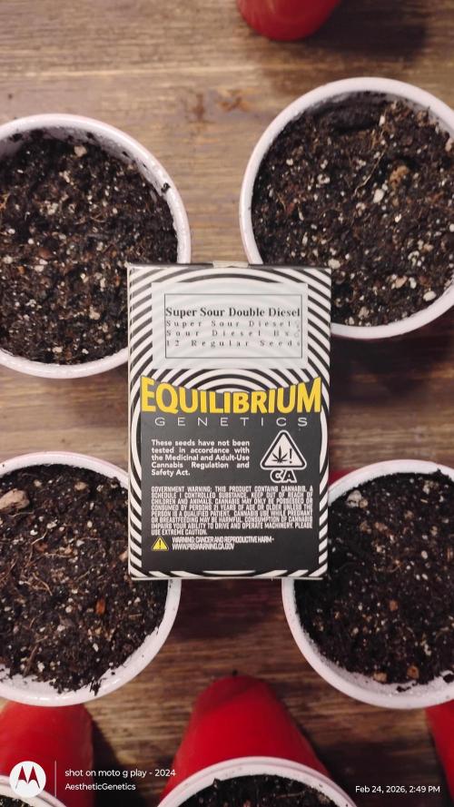 Super Sour Double Diesel Seed Hunt. Week 0