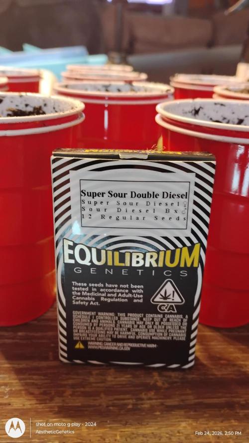 Super Sour Double Diesel Seed Hunt. Week 0