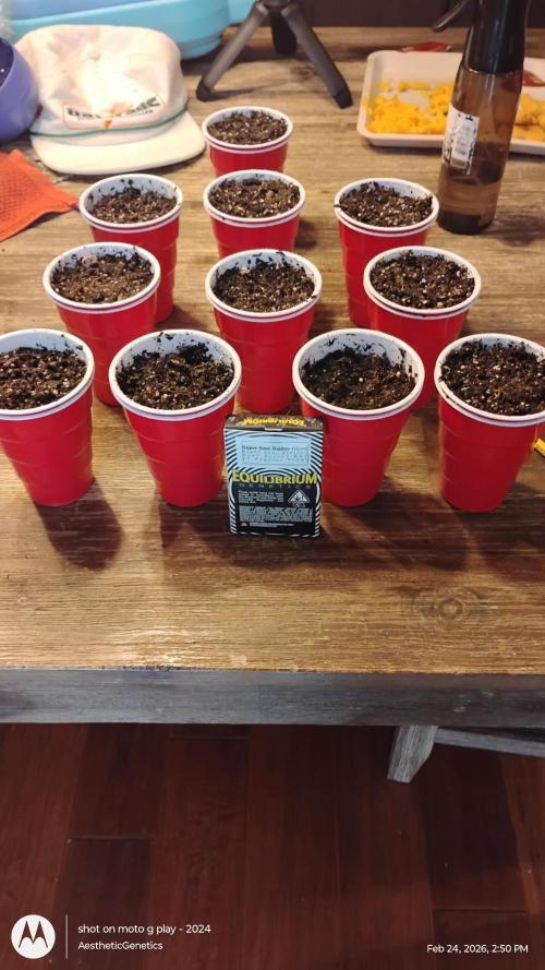 Super Sour Double Diesel Seed Hunt. Week 0