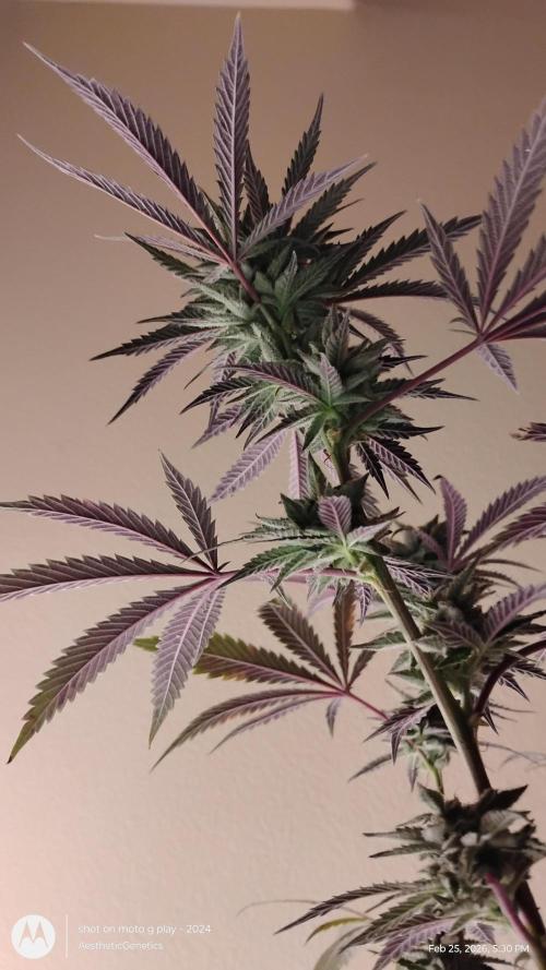PLCG Bx2. Week 18