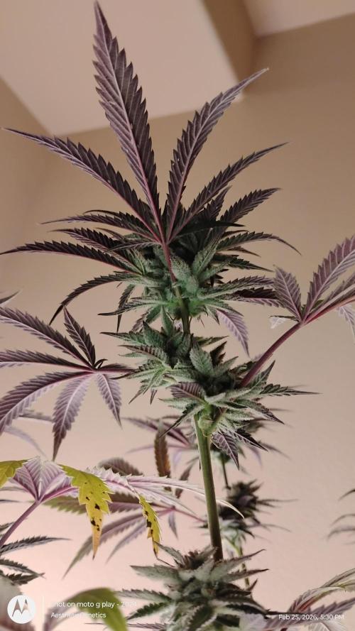 PLCG Bx2. Week 18