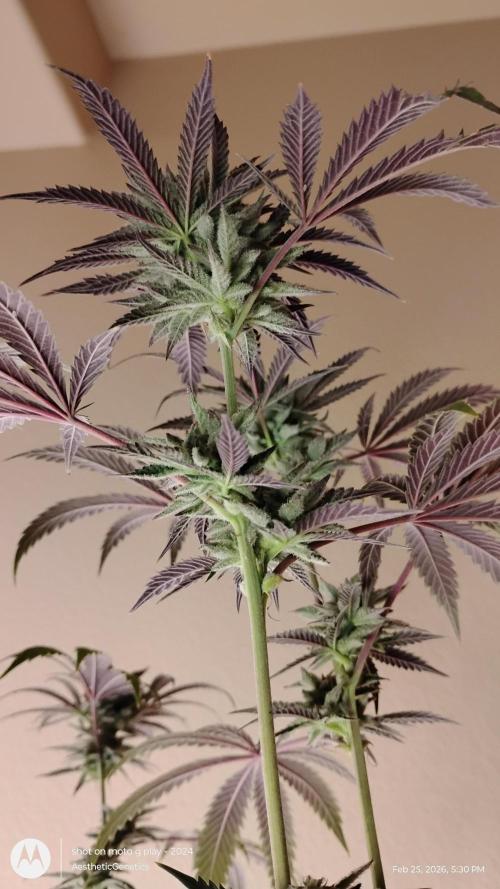 PLCG Bx2. Week 18