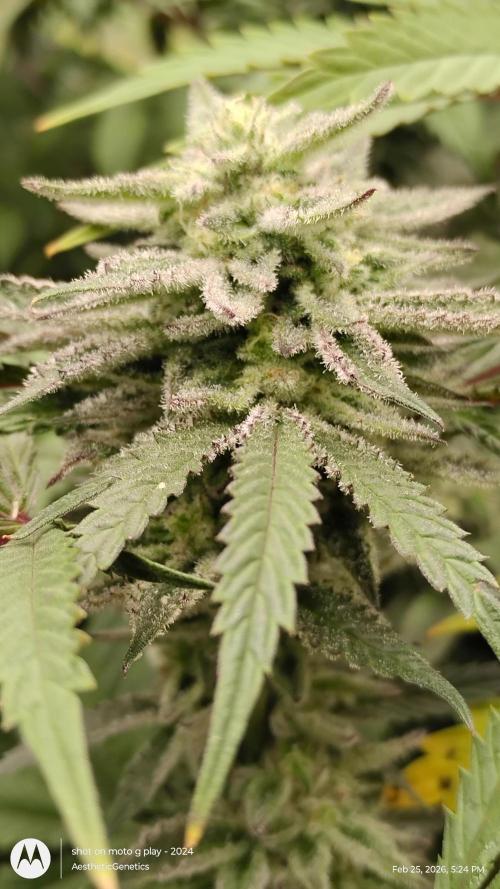 PLCG Bx2. Week 18