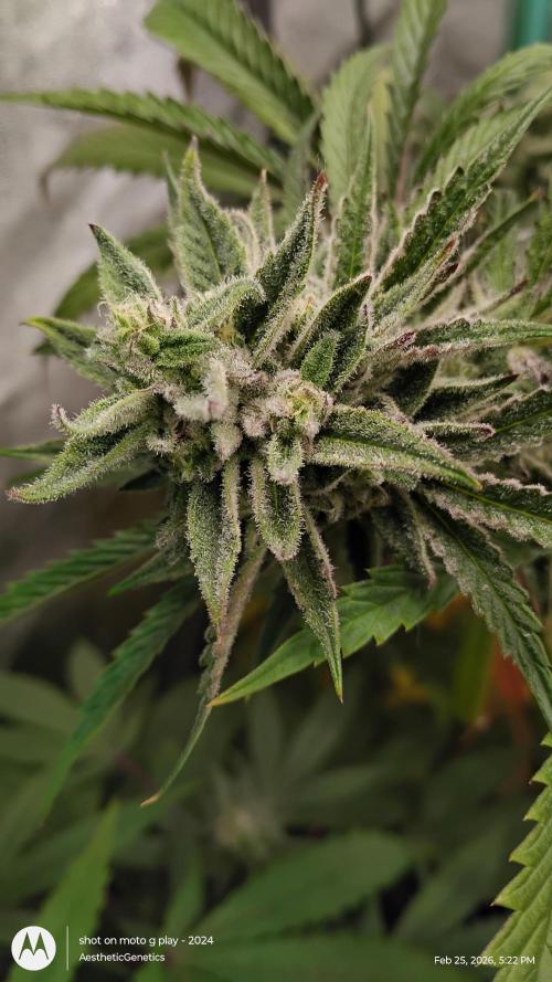 PLCG Bx2. Week 18