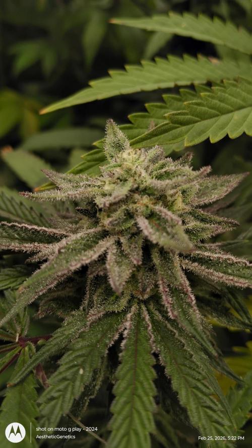 PLCG Bx2. Week 18