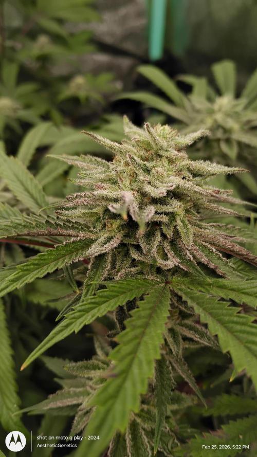 PLCG Bx2. Week 18