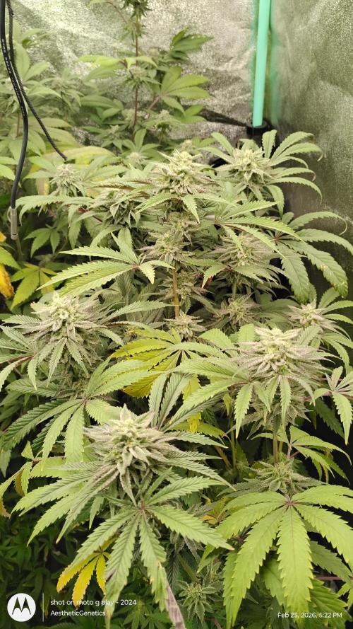 PLCG Bx2. Week 18