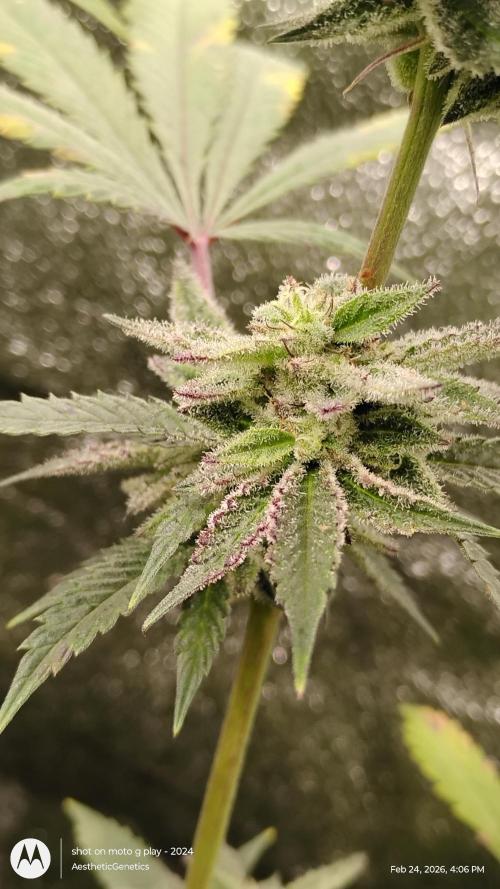 PLCG Bx2. Week 18